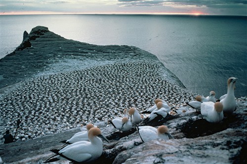 Australasian gannet colony ©Ministry for the Environment New Zealand/Rod Morris