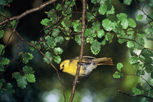 Yellowhead, Makarora Valley ©Ministry for the Environment New Zealand/Ian Southy