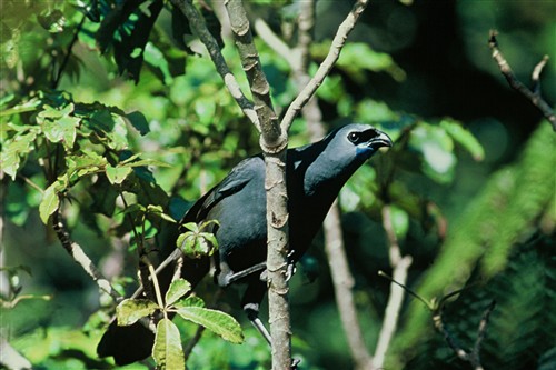North Island Kokako ©Ministry for the Environment New Zealand/Rogan Colbourne