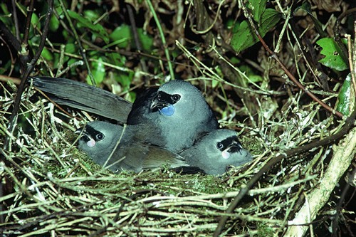 North Island Kokako ©Ministry for the Environment New Zealand/Dick Veitch