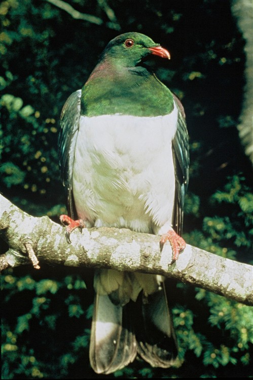 New Zealand pigeon ©Ministry for the Environment New Zealand/J.L. Kendrick