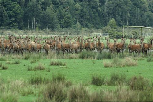 Deer farm ©Ministry for the Environment New Zealand/K. Smith