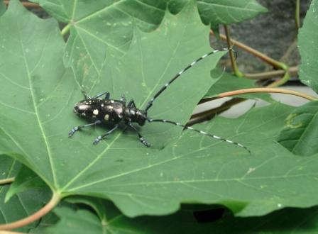 Anoplophora glabripennis (Asian longhorn beetle) Bayerische Landesanstalt für Landwirtschaft (LfL)