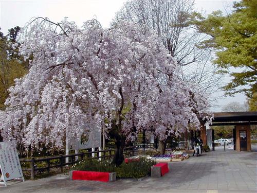 Higashiyama Botanical Garden  cherry City of Nagoya