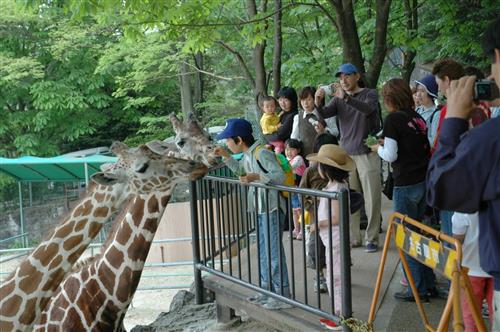 Higashiyama Zoo giraffe City of Nagoya