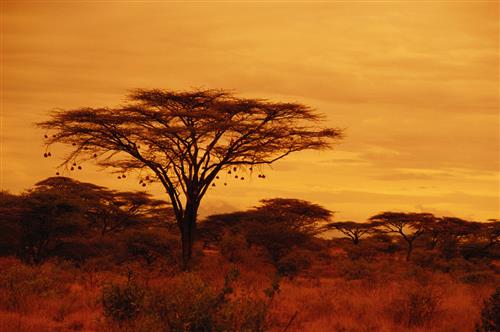 June: Acacia Tree with Sunset 