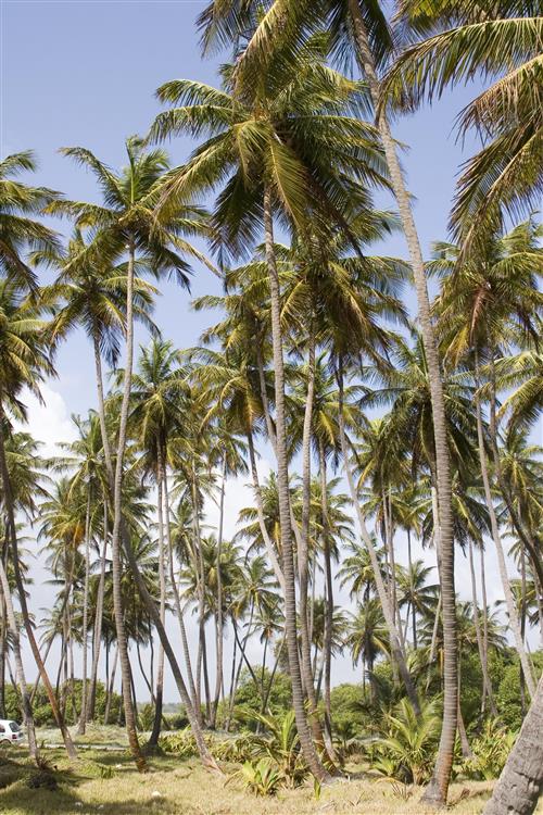 Coconut Plantation ©The Tourism Development Company Limited of Trinidad and Tobago