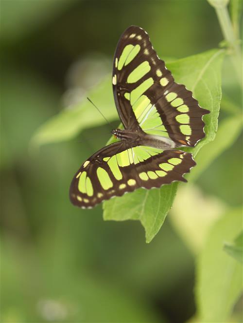Malacite Butterfly ©The Tourism Development Company Limited of Trinidad and Tobago