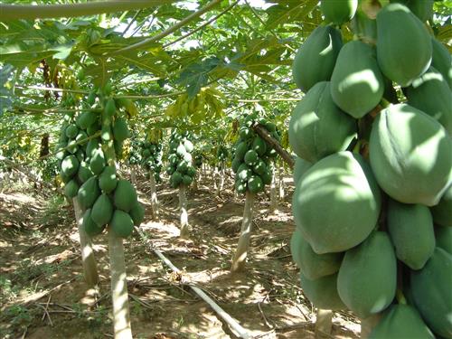 Papaya Plantation ©The Tourism Development Company Limited of Trinidad and Tobago
