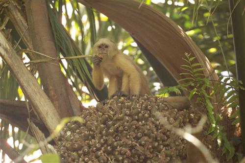 Weeping Capuchin ©The Tourism Development Company Limited of Trinidad and Tobago