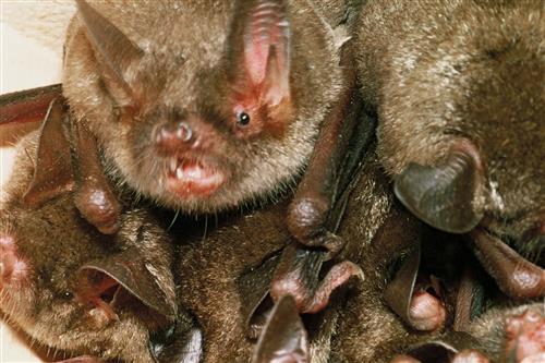 Short-tailed bat cluster ©Ministry for the Environment New Zealand