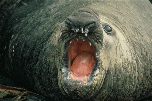 Elephant Seal ©Ministry for the Environment New Zealand/C. J. R. Robertson