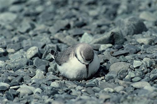 Wrybill on nest ©Ministry for the Environment New Zealand/Rod Morris