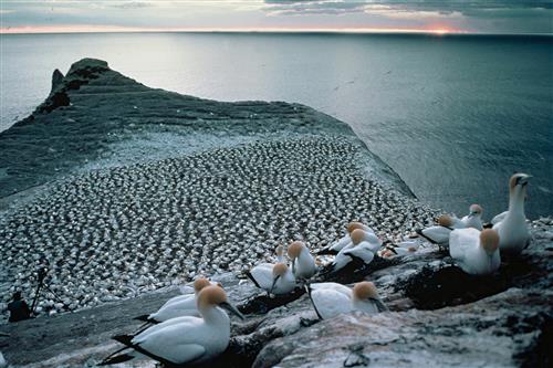 Australasian gannet colony ©Ministry for the Environment New Zealand/Rod Morris