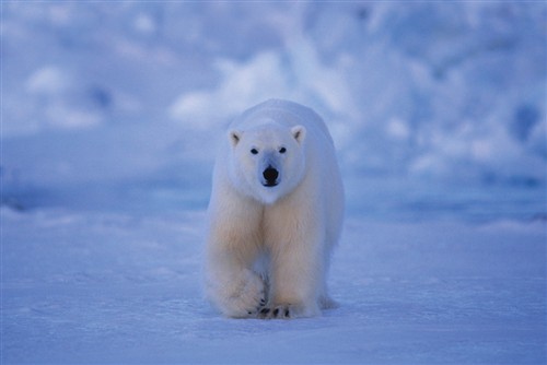 Polar Bear 