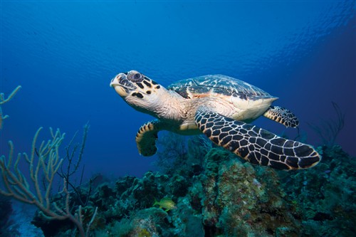 February:  Hawksbill Turtle 