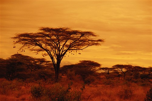 June: Acacia Tree with Sunset 