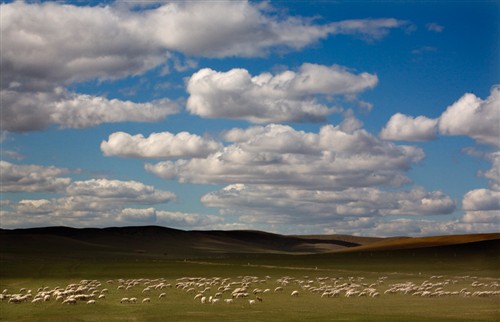 December: Sheep Grazing 