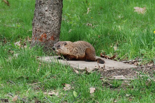 International Day for Biological Diversity 2011 Secretariat of the Convention on Biological Diversity