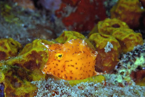 Coral Reef ©The Tourism Development Company Limited of Trinidad and Tobago