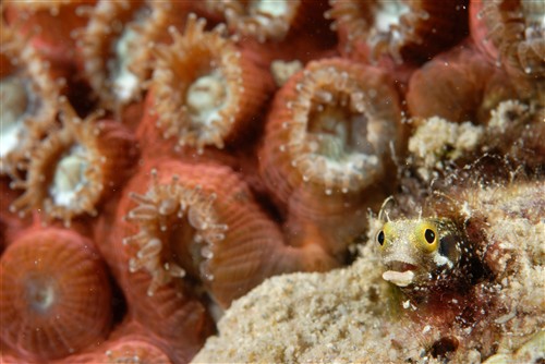 Coral Reef ©The Tourism Development Company Limited of Trinidad and Tobago