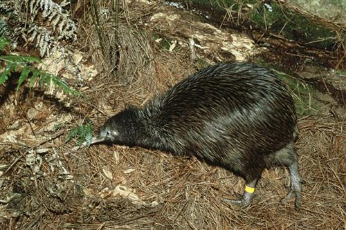 North Island Brown Kiwi ©Ministry for the Environment New Zealand/Rogan Colbourne