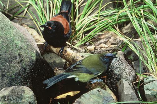 North Island Saddleback and Bellbird ©Ministry for the Environment New Zealand/dick Veitch
