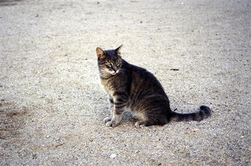 Felis catus (domestic cat) Jorge Alvarez
