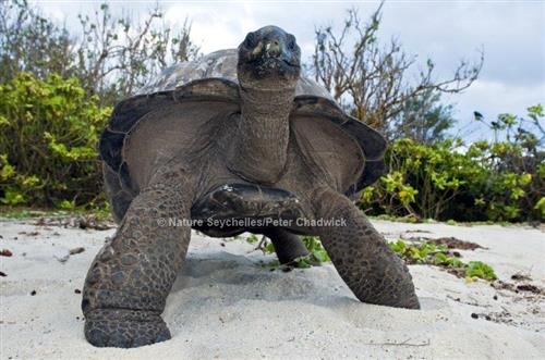 Aldabra Giant Tortoise (Aldabrachelys gigantea) Nature Seychelles/Peter Chadwick