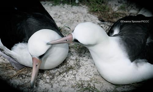 Laysan Albatross ©Deanna Spooner/PICCC