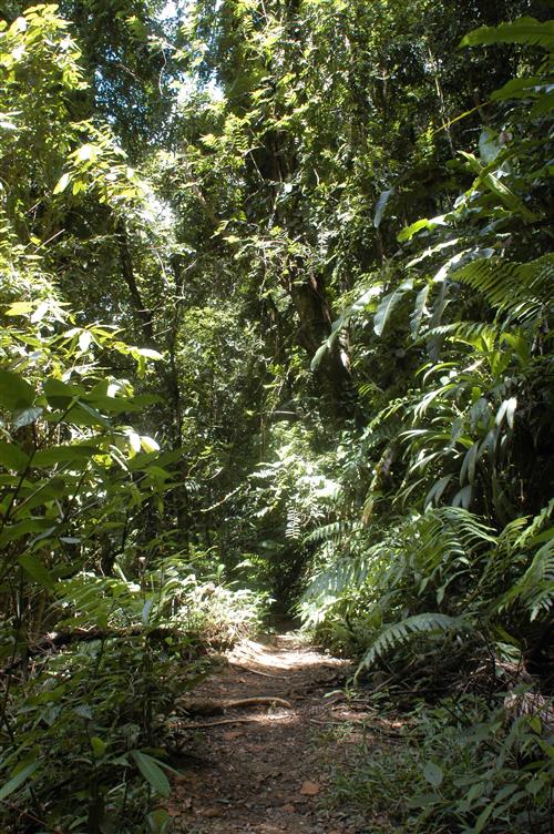 Main Ridge Forest ©The Tourism Development Company Limited of Trinidad and Tobago
