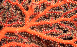 EBSAs regions on the world