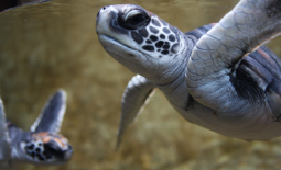 خطة استراتيجية للتنوع البيولوجي