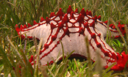 《生物多样性公约》缔约方会议的相关决定