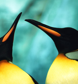 Convenio sobre la Diversidad Biológica