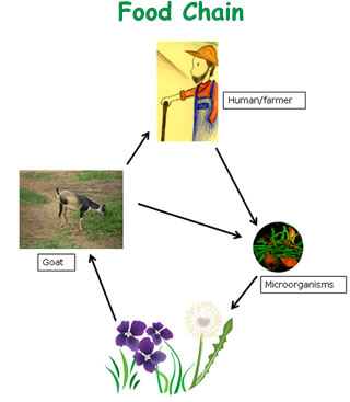 foodchains