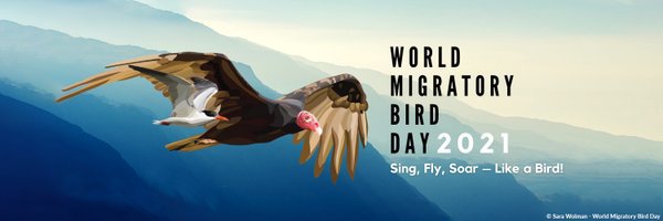 World Migratory Bird Day 2021 3