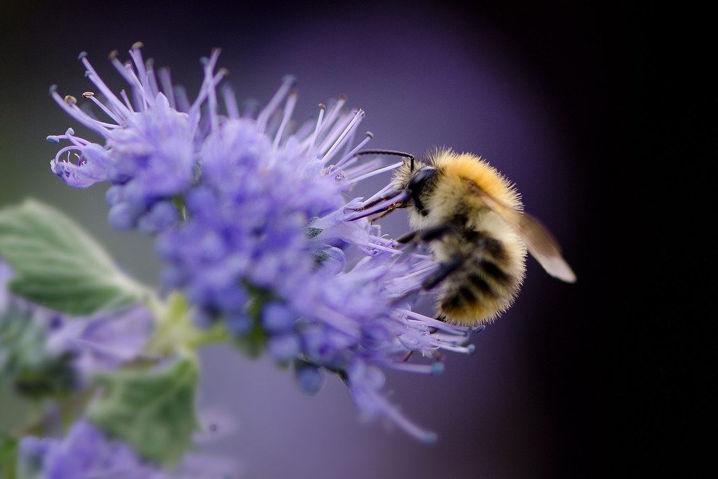 Saving Endangered Keystone Species: Key to Ecosystem Restoration