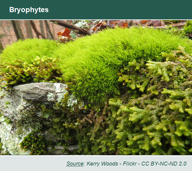 Photo of bryophytes (green mosses) on a rock wall. Source: Kerry Woods - Flickr - CC BY-NC-ND 2.0