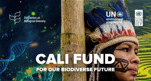 Guide to the Cali Fund 