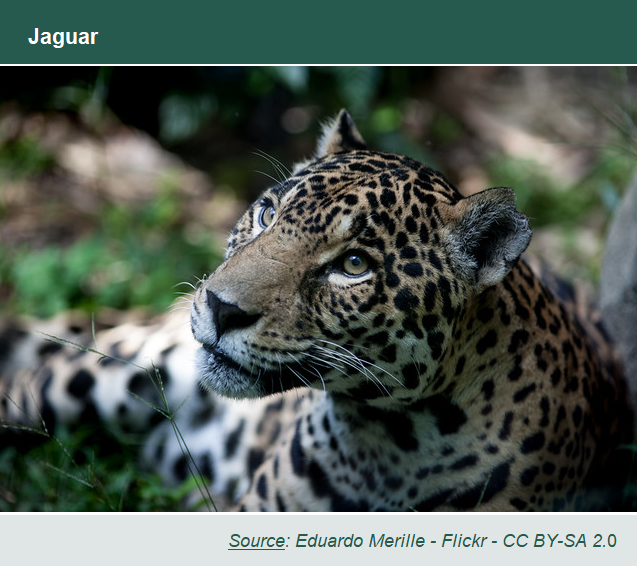 Photo of a Jaguar resting under the shade - source: Eduardo Merille - Flickr - CC BY-SA 2.0