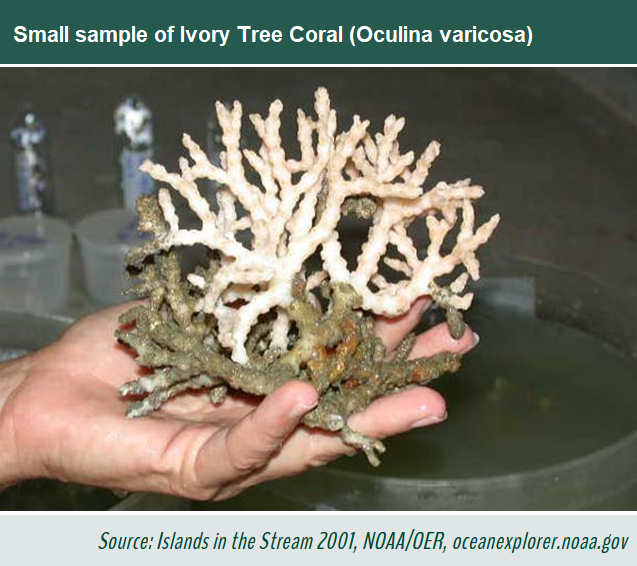 Photo of a small sample of oculina varicosa, in a laboratory (source: Islands in the Stream 2001, NOAA/OER, oceanexplorer.noaa.gov)