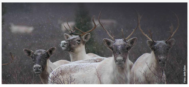 caribous with snowfall