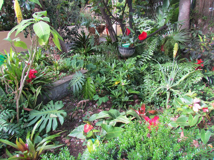 biodiversity in canary island