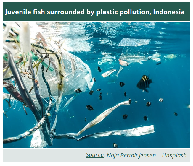 Juvenile fish surrounded by plastic pollution, Indonesia - Naja Bertolt Jensen | Unsplash