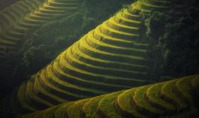 Agriculture Vietnam Rice  