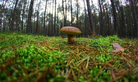 Mushroom Chestnut Boletus Forest 