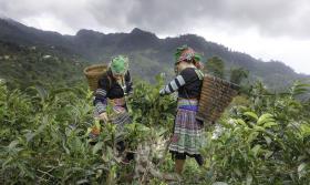 Tea Picking the Papoose Women