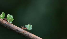 Ants on branch