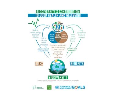 CBD's infographic: Biodiversity's contribution to good health and wellbeing